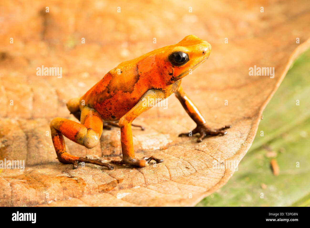 Poison dart frog, Oophaga histrionica. Un pequeño animal venenoso del bosque lluvioso de Colombia. Foto de stock