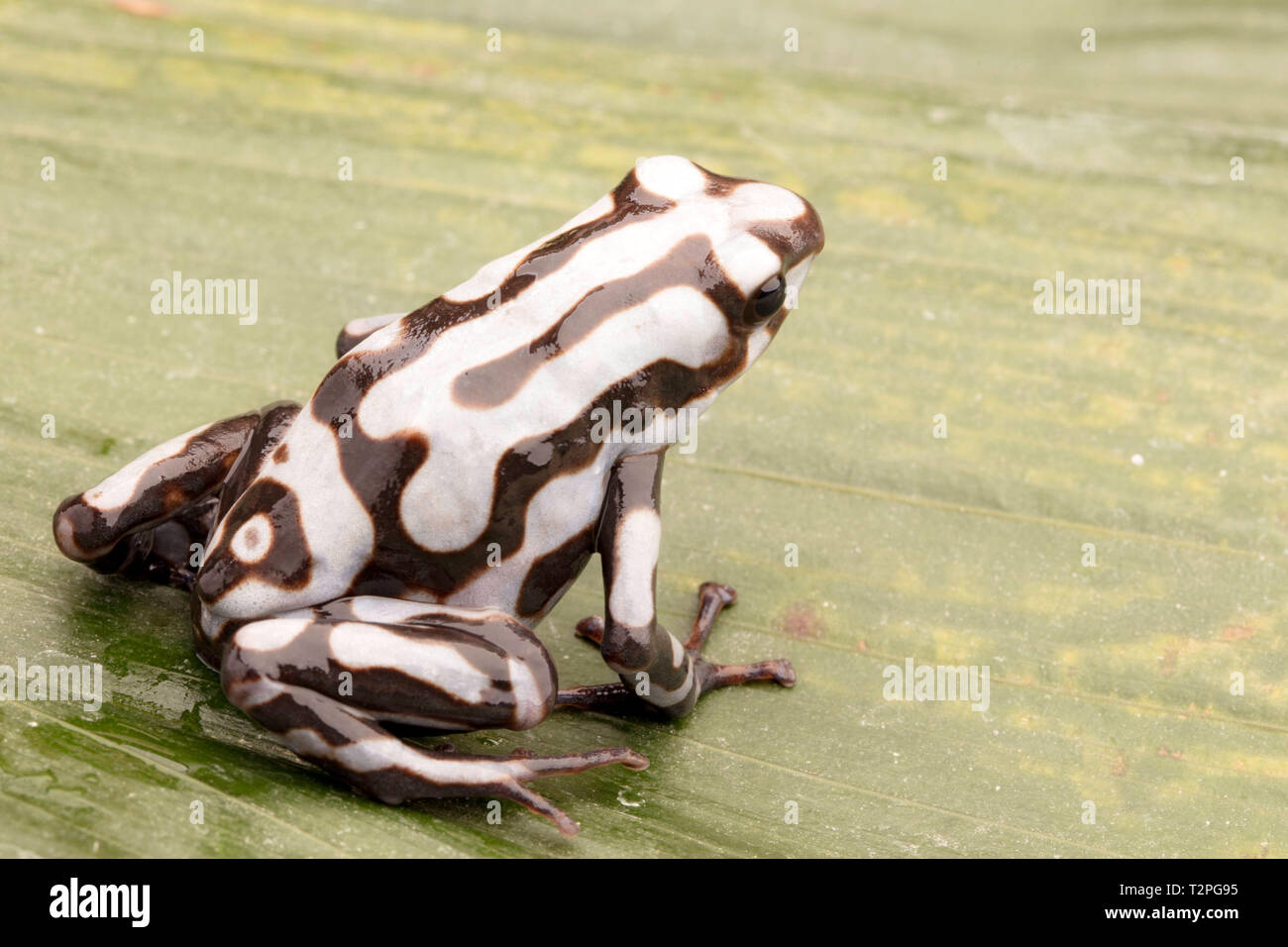 Veneno de dardo o ranas flecha, Dendrobates auratus. Un venenoso animal tropical del bosque lluvioso de Panamá. Foto de stock