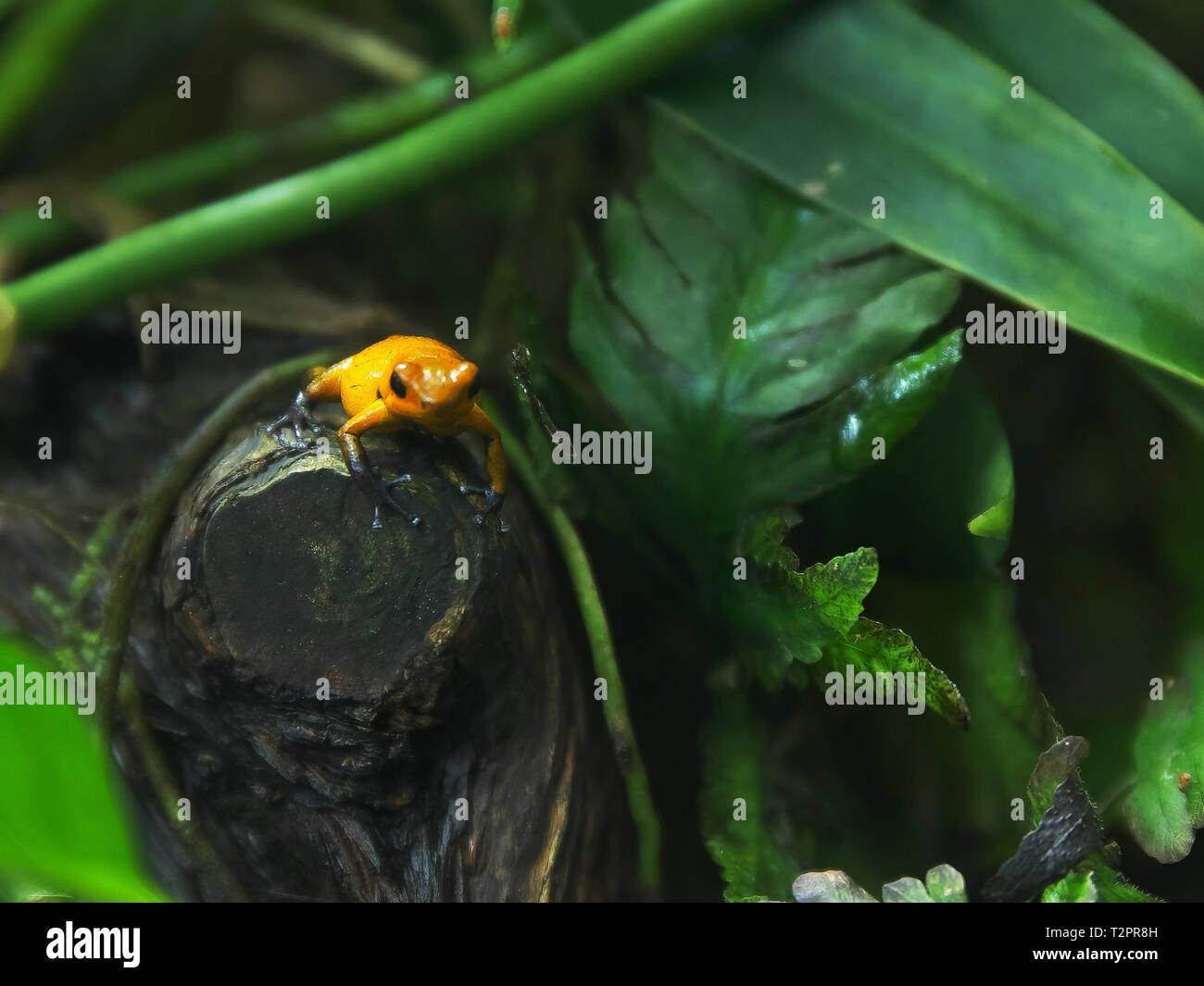 Strawberry poison dart frog en una rama de un árbol del bosque lluvioso Foto de stock