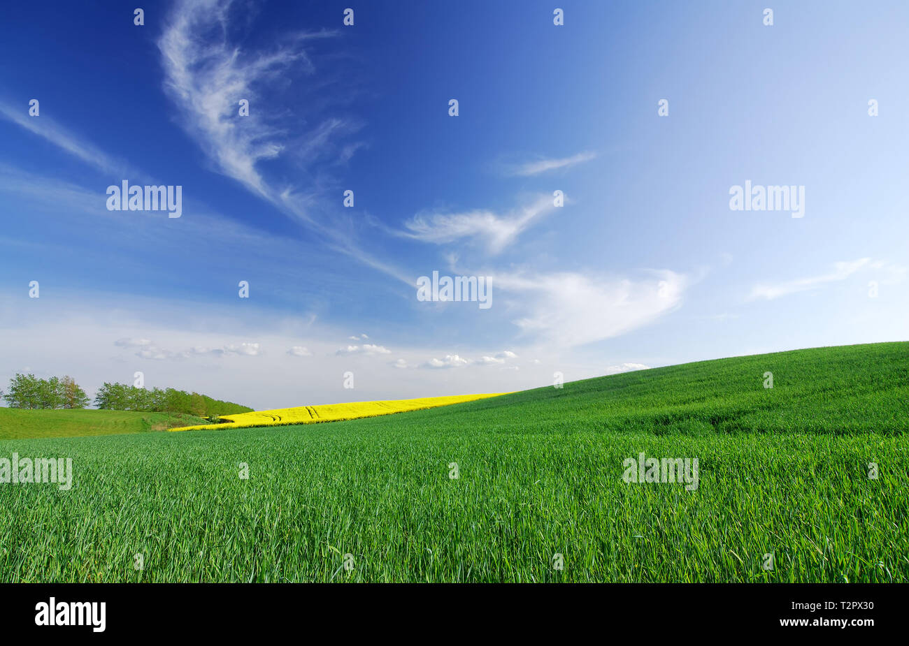 Paisaje con campos verdes, el cielo azul y las nubes blancas en segundo plano. Foto de stock