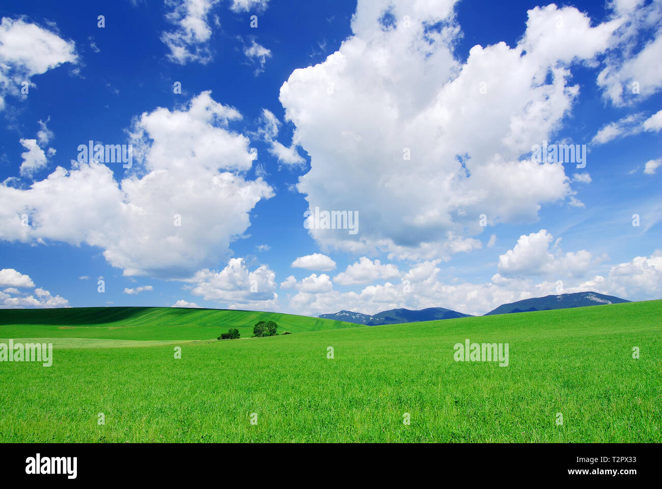 Paisaje con campos verdes, el cielo azul y las nubes blancas en segundo plano. Foto de stock