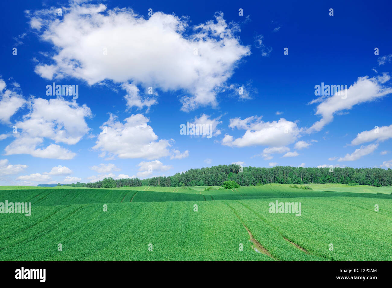 Vista de los campos verdes, el cielo azul y las nubes blancas en segundo plano. Foto de stock