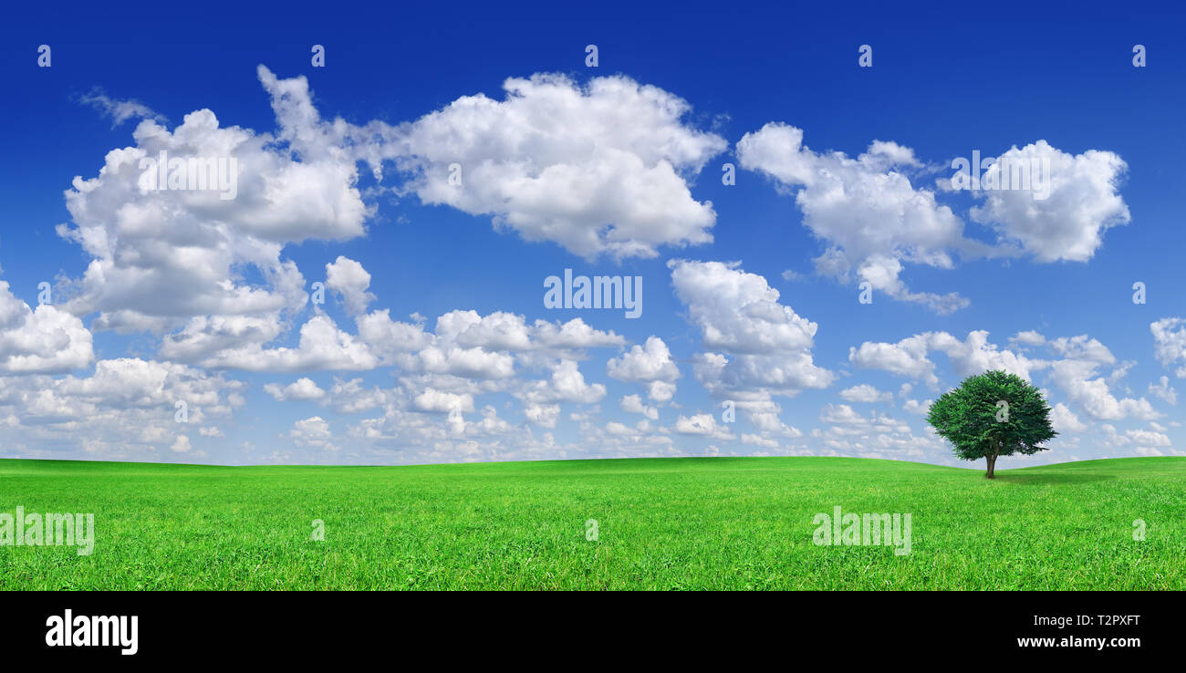 Idilio, paisaje panorámico, solitario árbol entre campos verdes, el cielo azul y las nubes blancas en el fondo Foto de stock