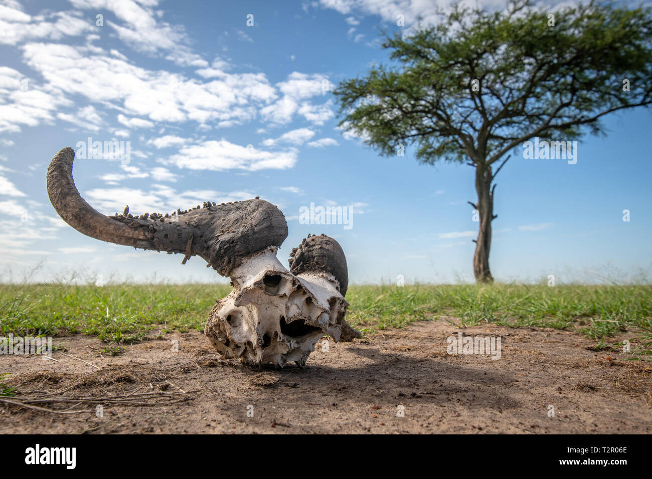 Cape buffalo (Syncerus caffer) cuernos y cráneo en la Reserva Nacional de Maasai Mara, Kenia Foto de stock