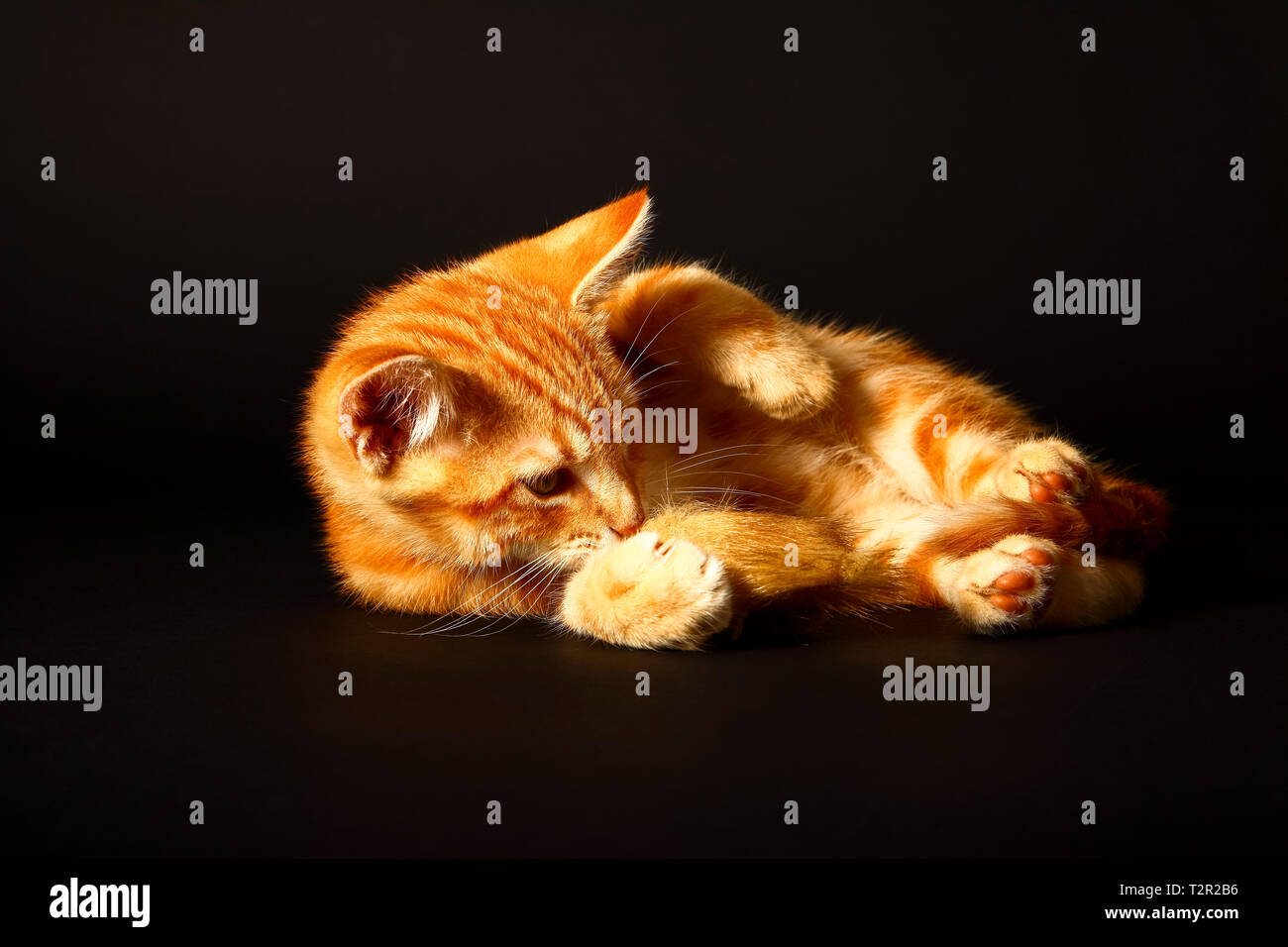 Potrait de un lindo ginger atigrado gatito jugando con un ratón de juguete aislado en un fondo negro Foto de stock