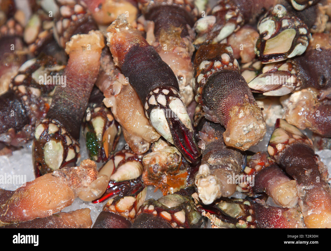Percebes (orden Pedunculata), también llamado acechado percebes o percebes cuello de cisne Foto de stock