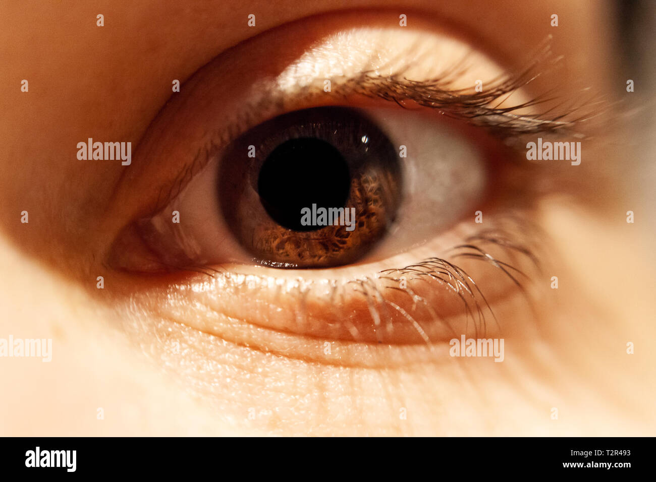 Ojos marrones aislados - ojos humanos - un hermoso ojos marrones - Imagen Foto de stock
