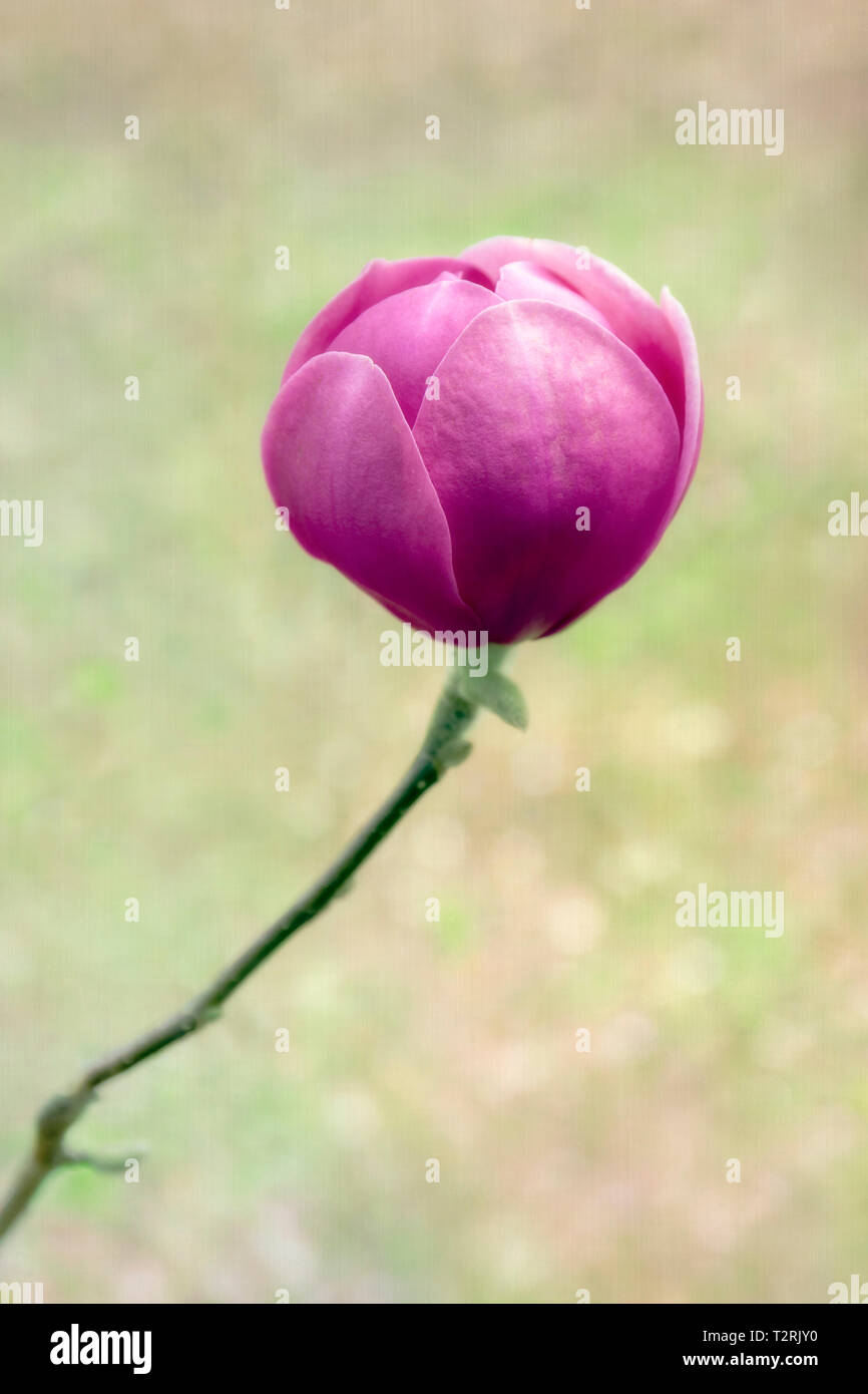 Tulipán negro fotografías e imágenes de alta resolución - Alamy