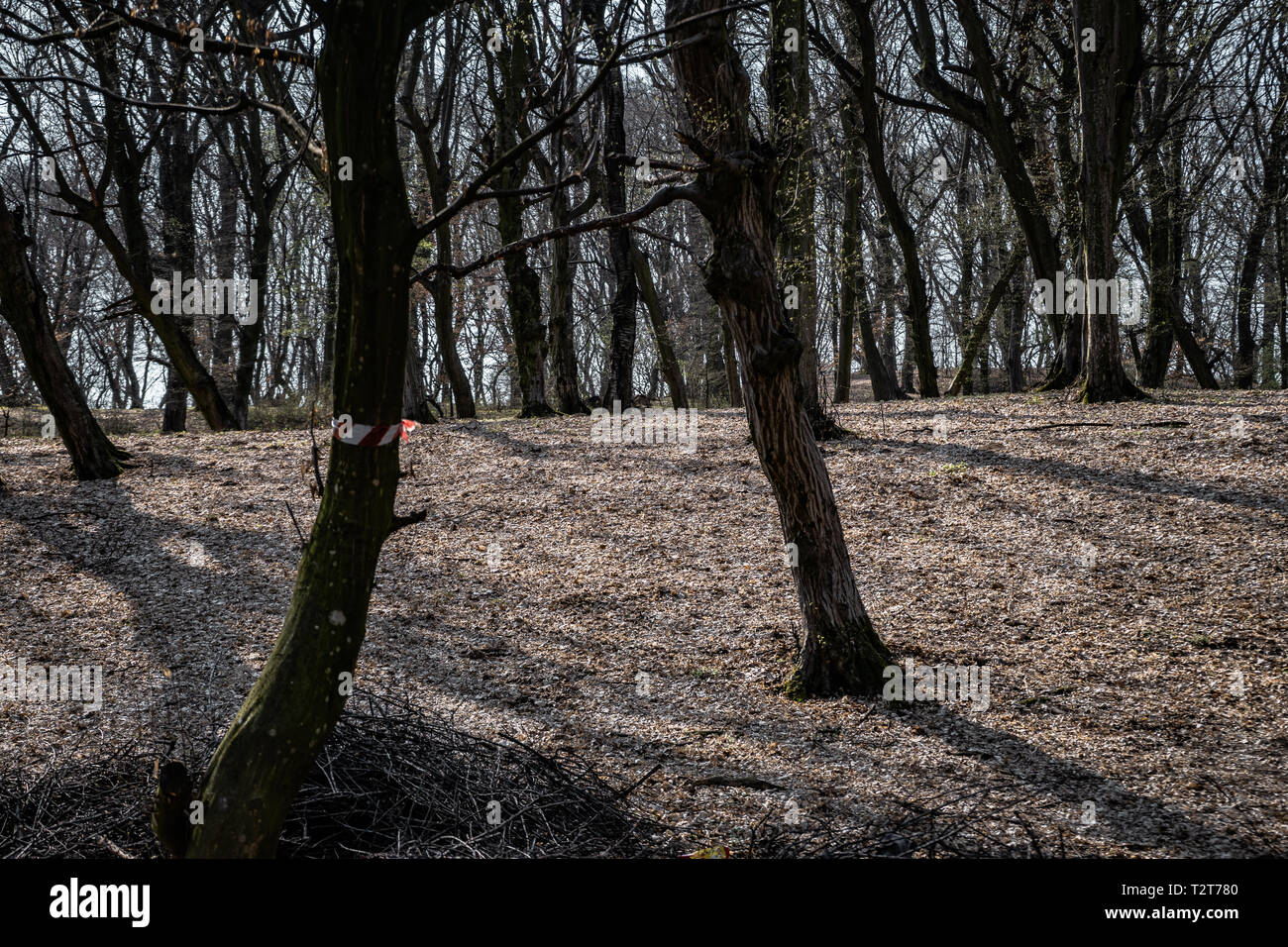 Hoia baciu bosque encantado fotografías e imágenes de alta resolución