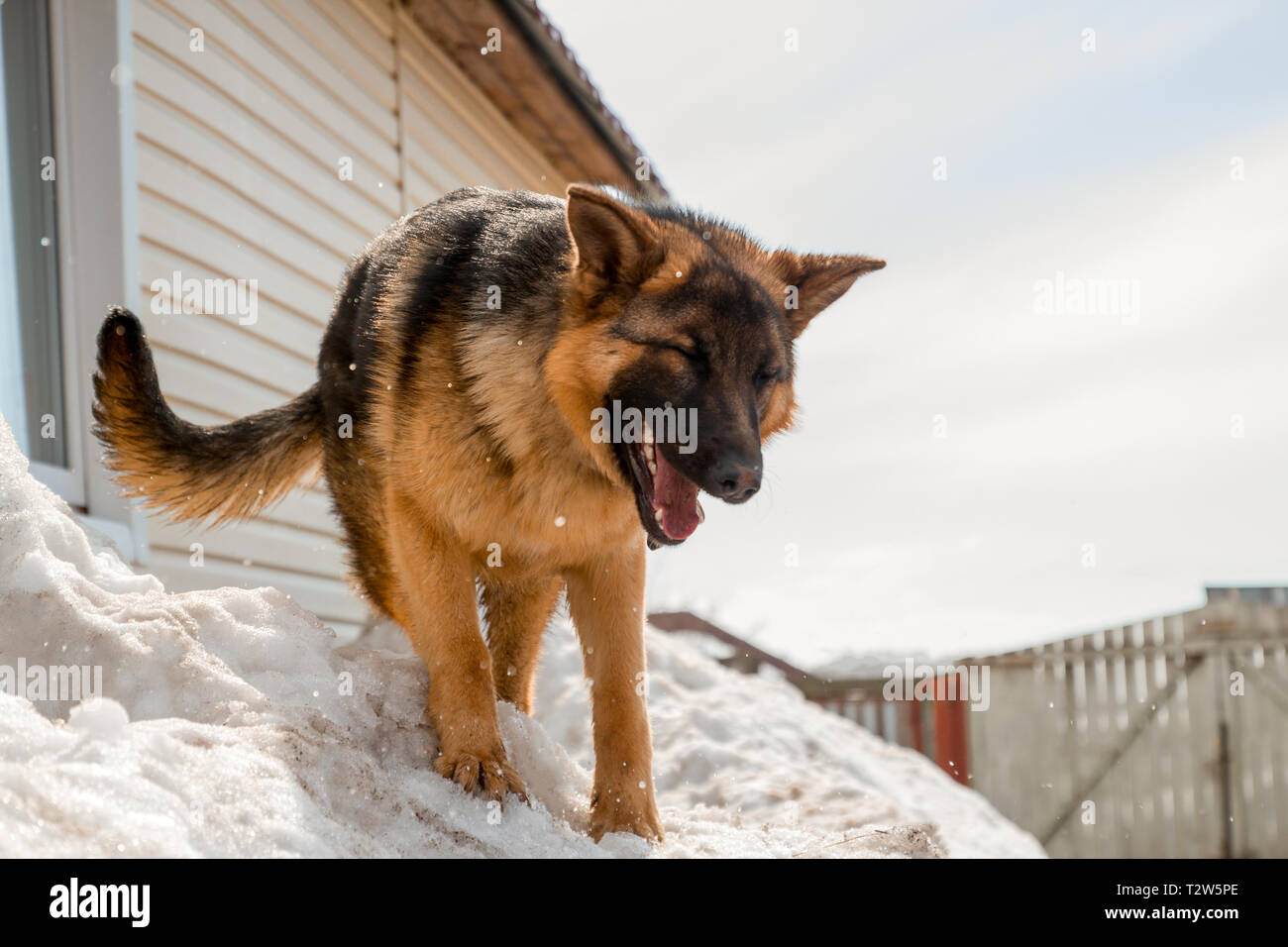 Hermoso perro joven pastor está en la nieve. Foto de stock