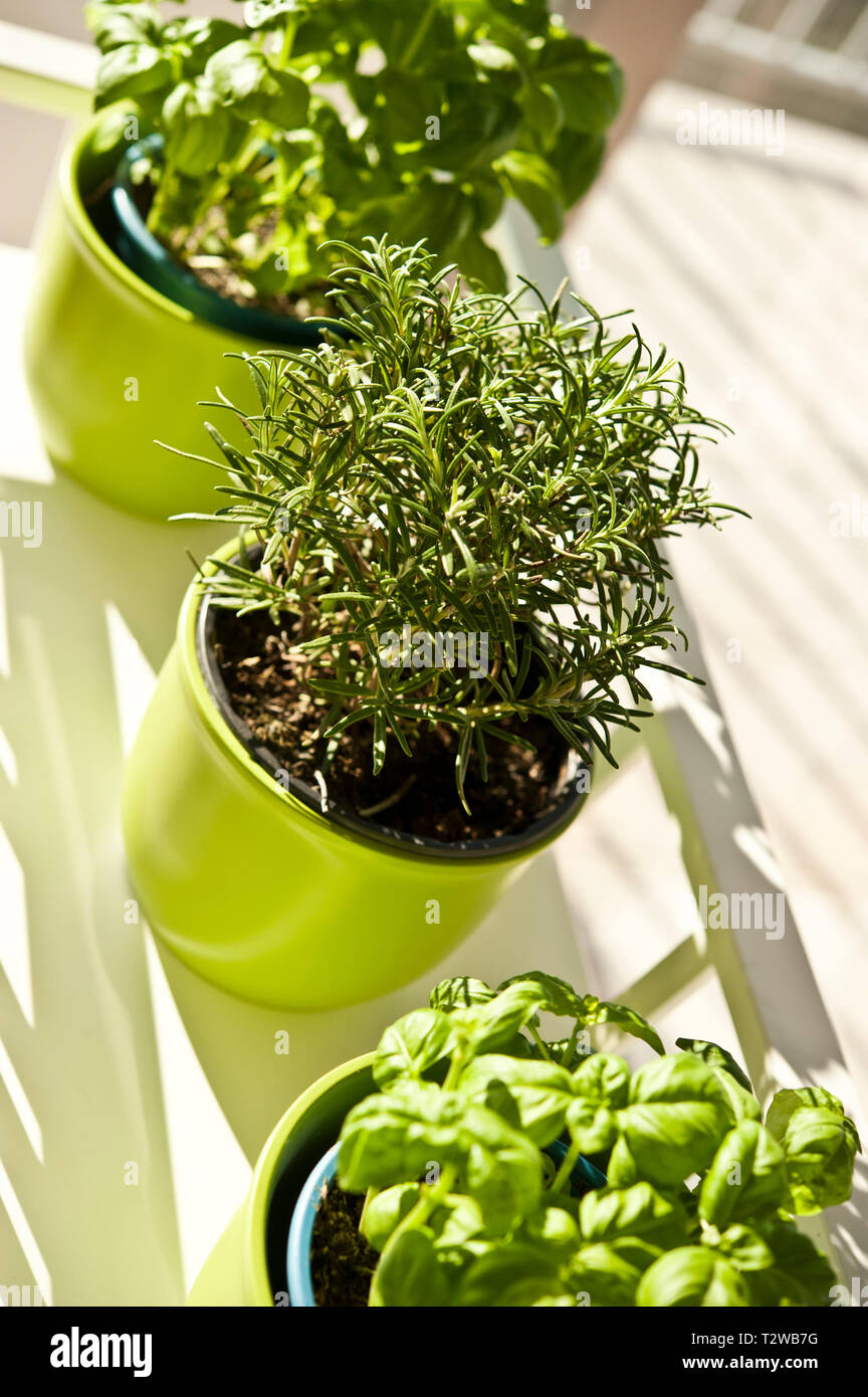 Las plantas de albahaca y romero en jarrones verde Foto de stock