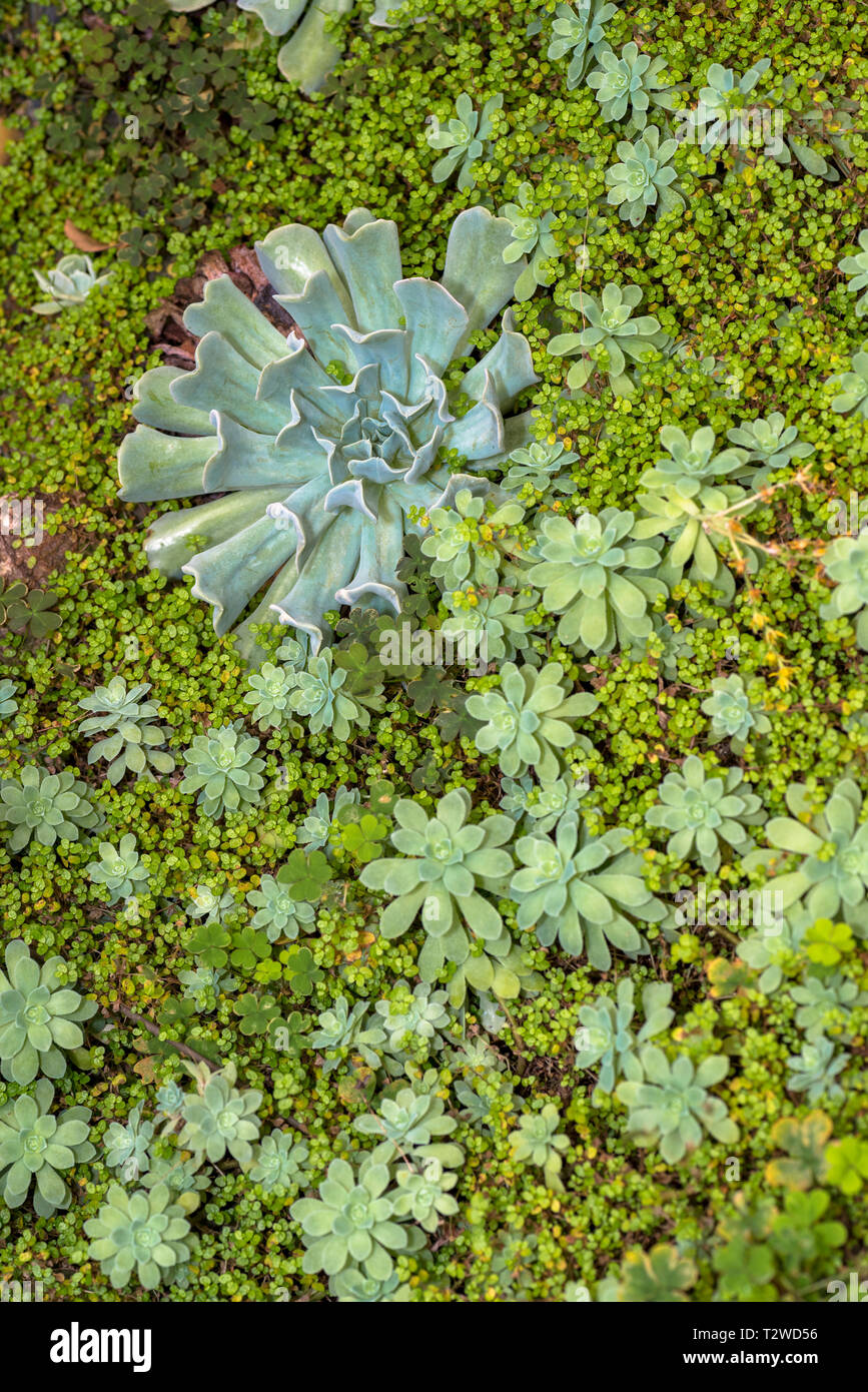 El jardín de plantas suculentas Echeveria Foto de stock