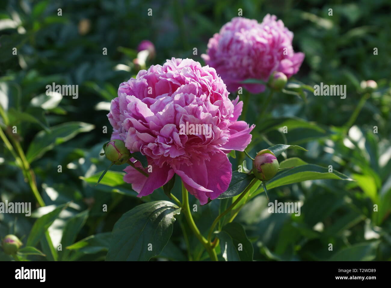 Paeonia lactiflora Monsieur Jules Elie. Doble rosa peonía. Paeonia lactiflora (Chino o peonía peonía jardín común). Foto de stock