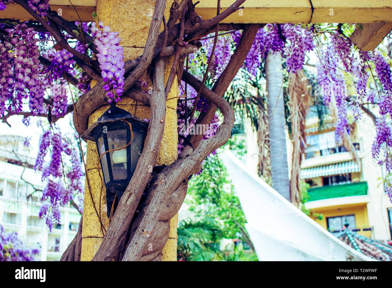 Acacia. Violeta y blanco acacia, plantas con flores de primavera Fotografía  de stock - Alamy