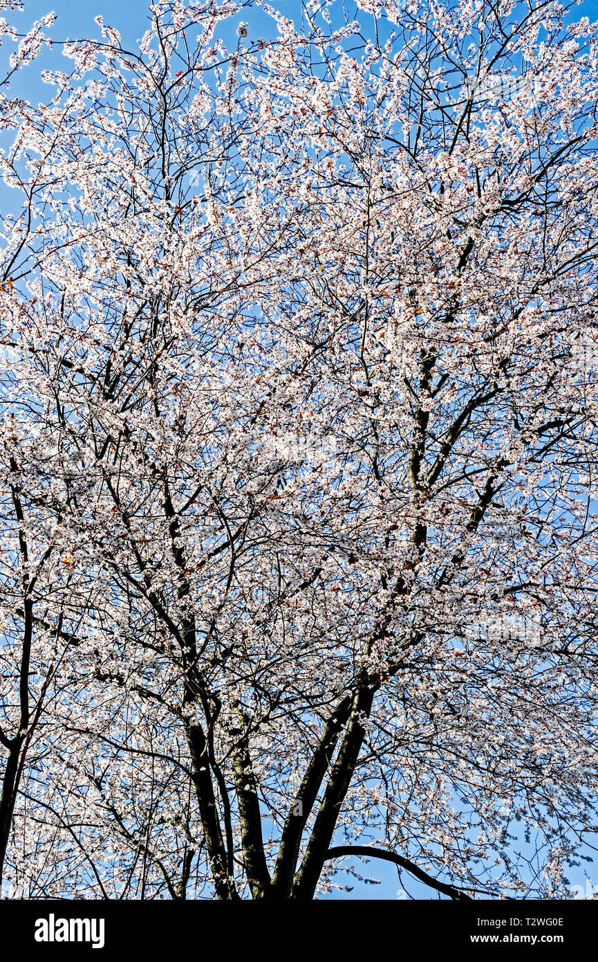 Im Obstbaeume Bluehende fruehling; florece en primavera Foto de stock