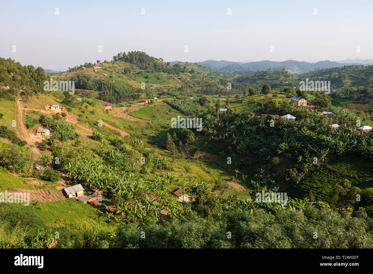 Plátano y plantaciones de té en hill country, al norte del lago Bunyonyi en el sudoeste de Uganda, África Oriental Foto de stock