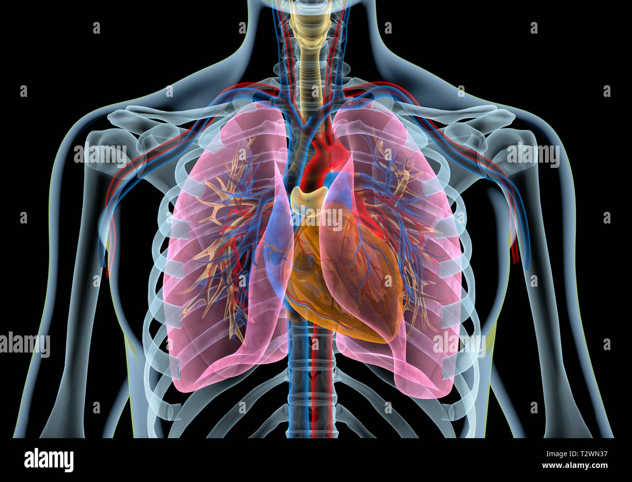 anunciar comodidad costo Corazón humano con vasos, pulmones, árbol bronquial y cortar la caja  torácica. Efecto Rayos X sobre fondo negro Fotografía de stock - Alamy