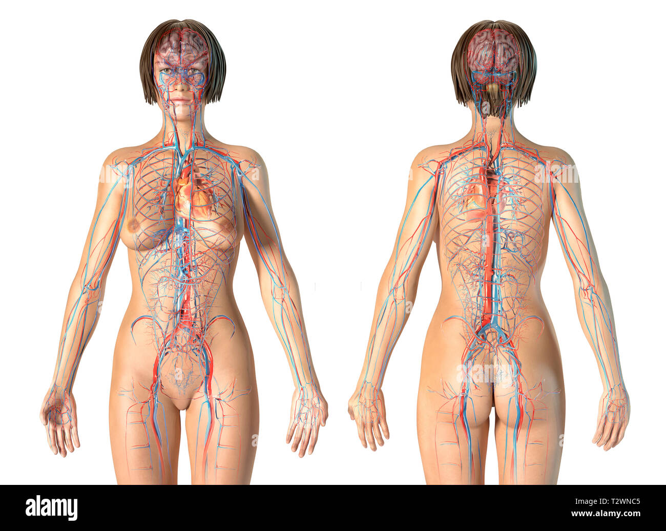 Anatomía de la mujer sistema cardiovascular, Vistas delantera y trasera. Sobre un fondo blanco. Foto de stock