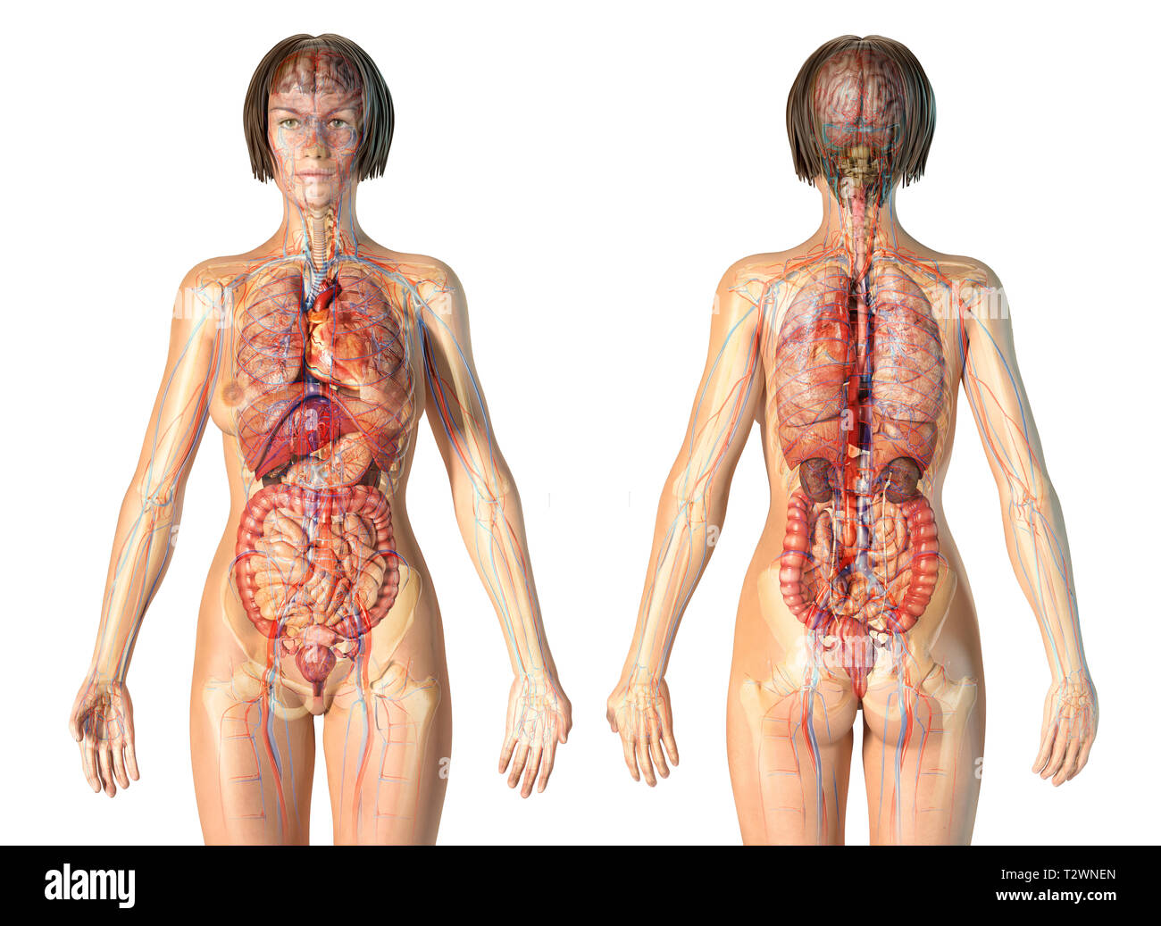 Anatomía de la mujer sistema cardiovascular con el esqueleto y los órganos internos. Efecto Fantasma sobre fondo blanco. Foto de stock