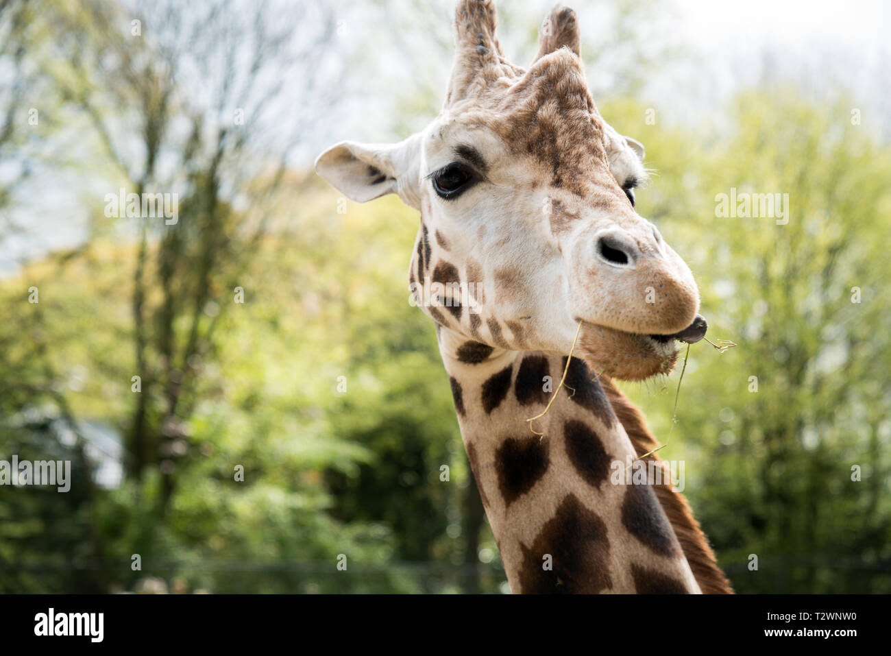 Retrato de una jirafa que está comiendo en el zoo Foto de stock