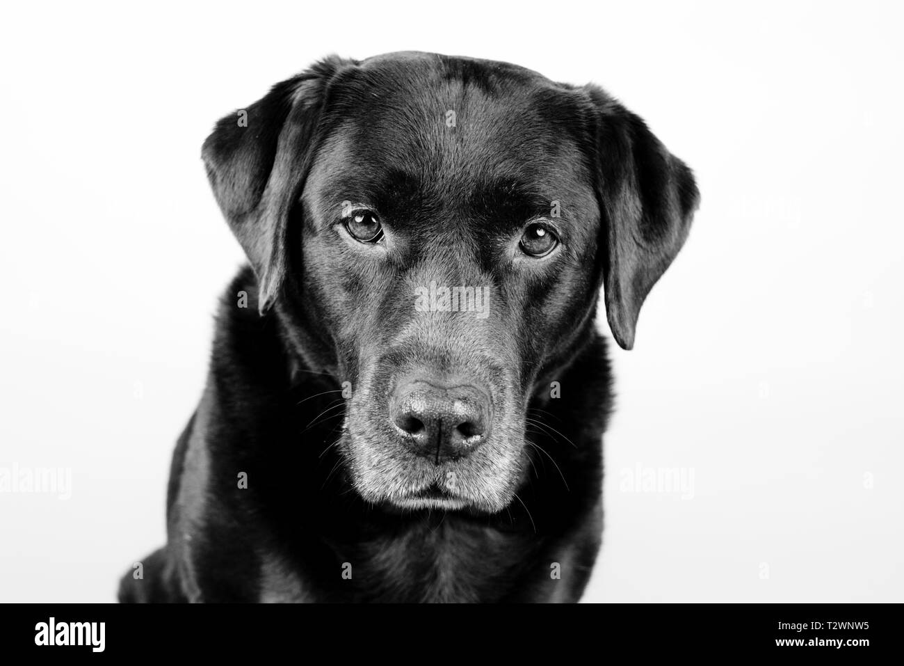 Retrato en blanco y negro de un viejo perro labrador marrón, mirando hacia la cámara. delante de un fondo blanco. Foto de stock