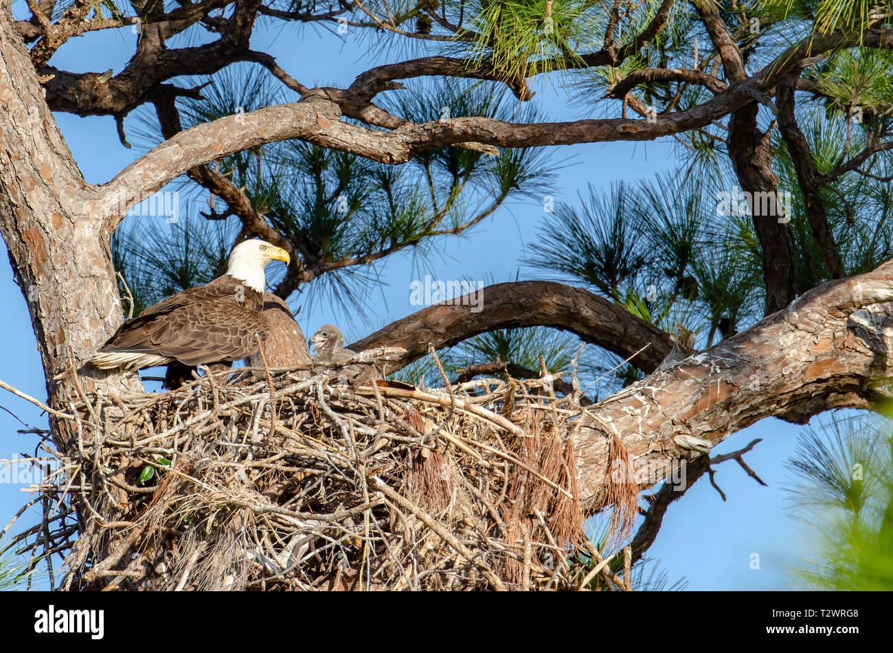 El águila calva (Hailiaeetus leucocephalus) con pollitos en el nido de  árbol en Florida Fotografía de stock - Alamy