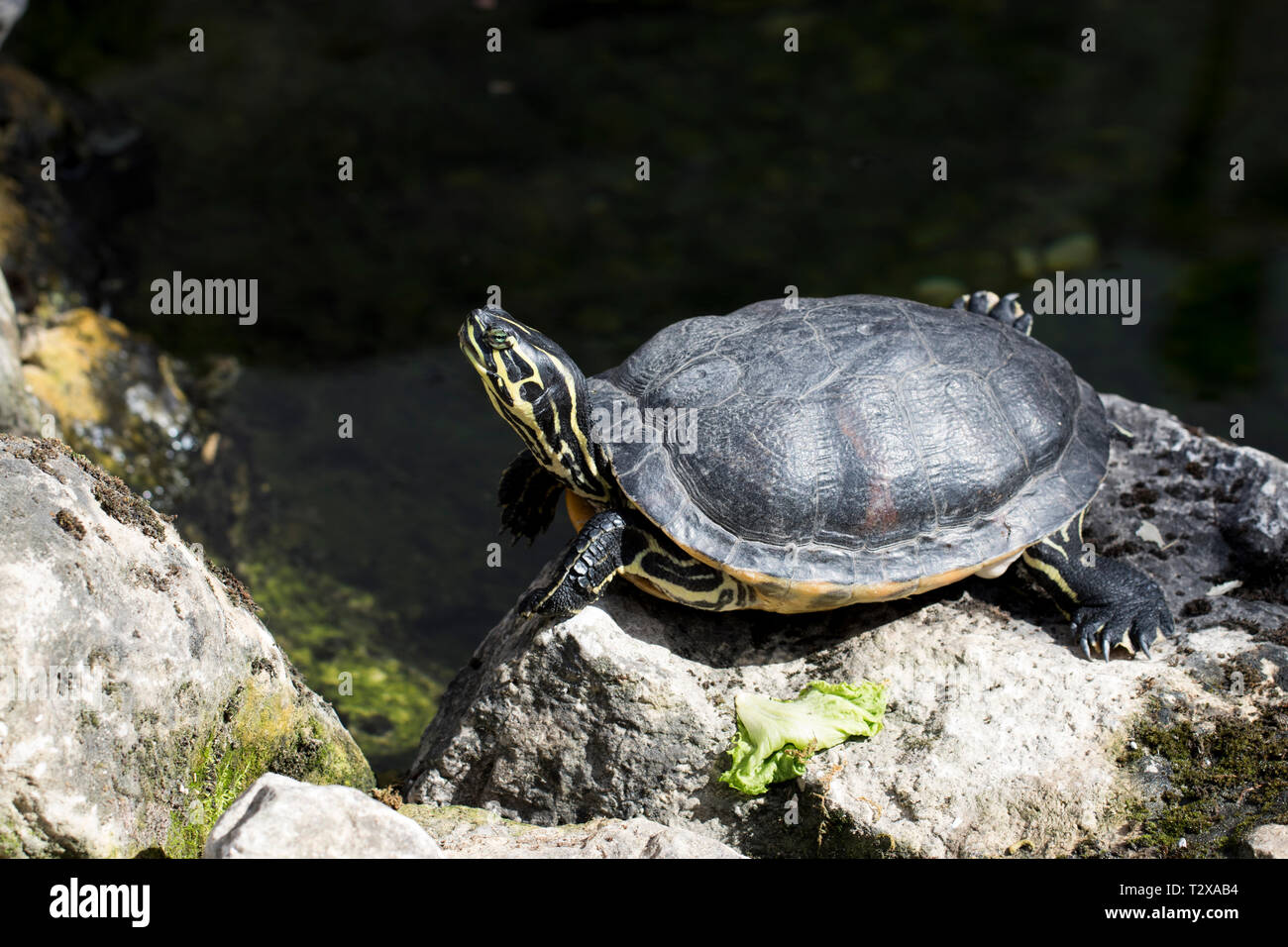 Peregrino de la tortuga en el jardín y disfrutar del sol. Reptiles de sangre fría secado sobre una roca después de nadar. Foto de stock