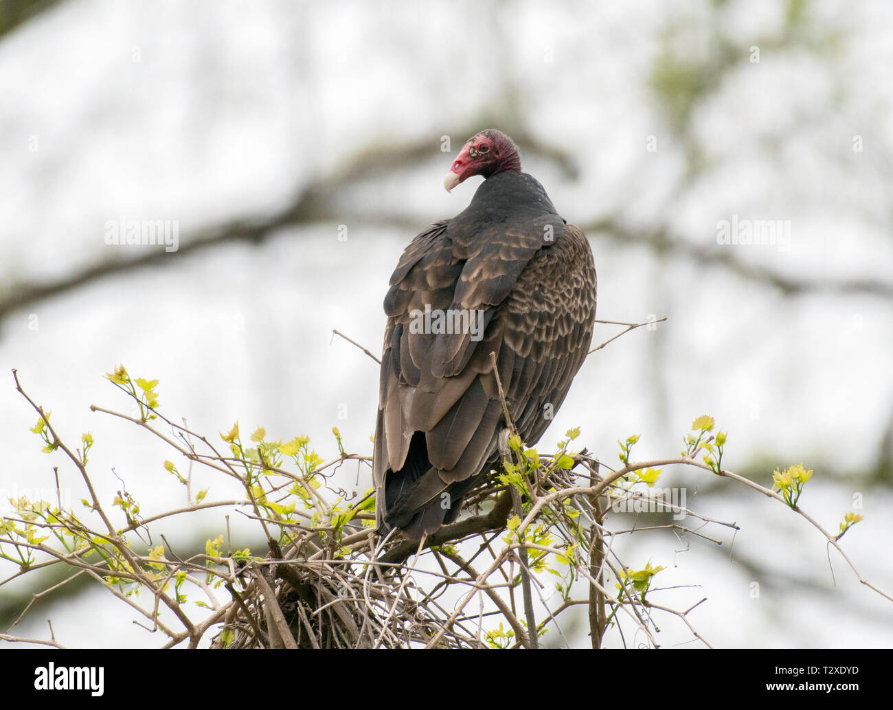 Un buitre, Turquía Cathartes aura, se posa sobre la copa de un árbol en el noroeste de Louisiana. Foto de stock