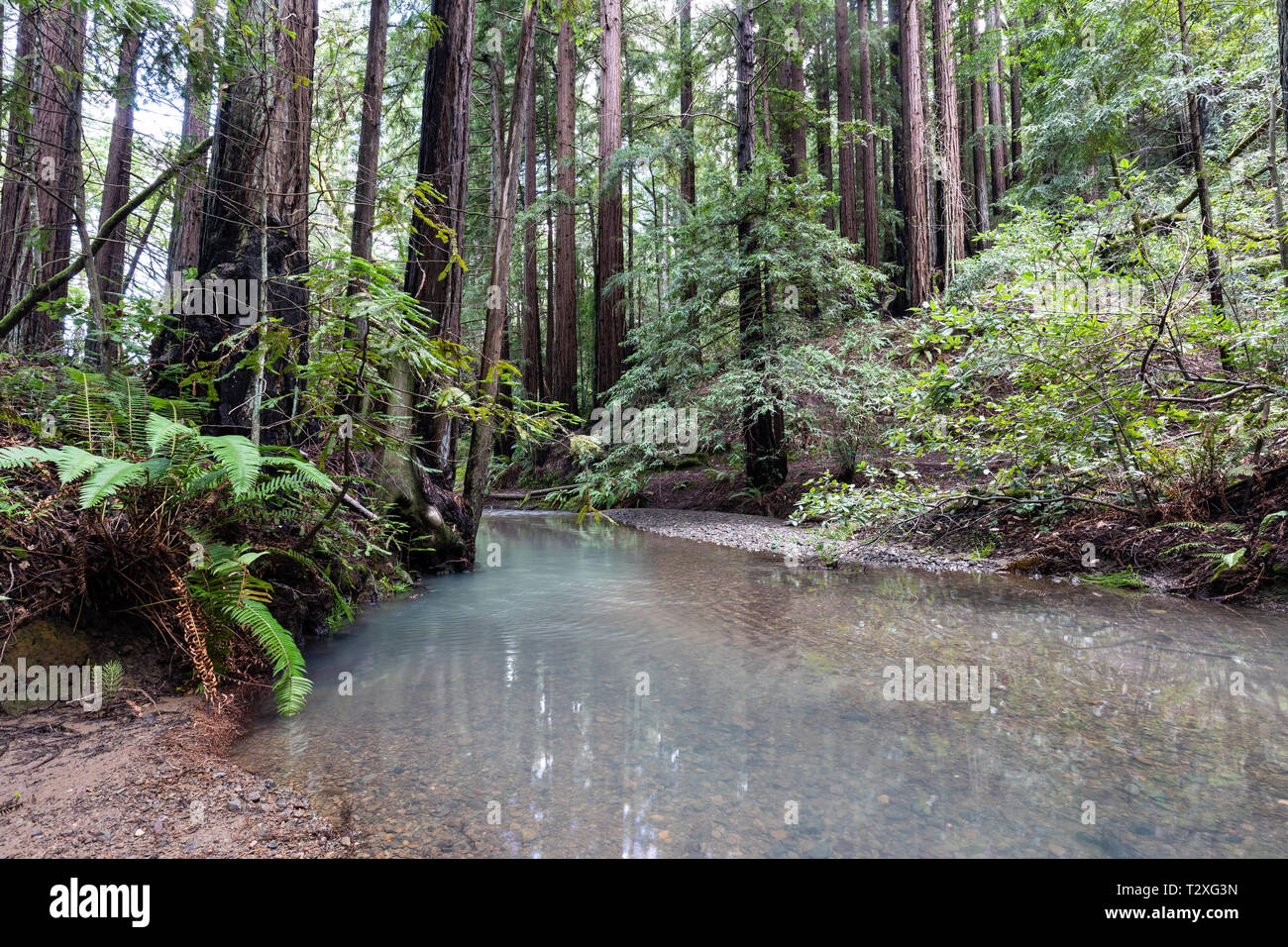 Jóvenes secoyas costa (Sequoia sempervirens) crecen a lo largo de un arroyo en el ataúd de Natalie Greene Park. Foto de stock