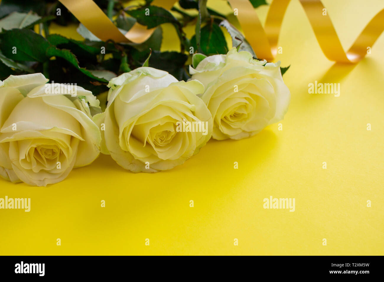 Hermosas Rosas blancas flores en el jardín. Fondo de flores rosas. Textura de flores rosas. Preciosas Rosas rosas en el jardín tropical. Rosas blancas sobre fondo amarillo ba Fotografía de stock - Hermosas Rosas blancas flores en el jardín. Fondo de flores rosas. Textura de flores rosas. Preciosas Rosas rosas en el jardín tropical. Rosas blancas sobre fondo amarillo ba Fotografía de stock -