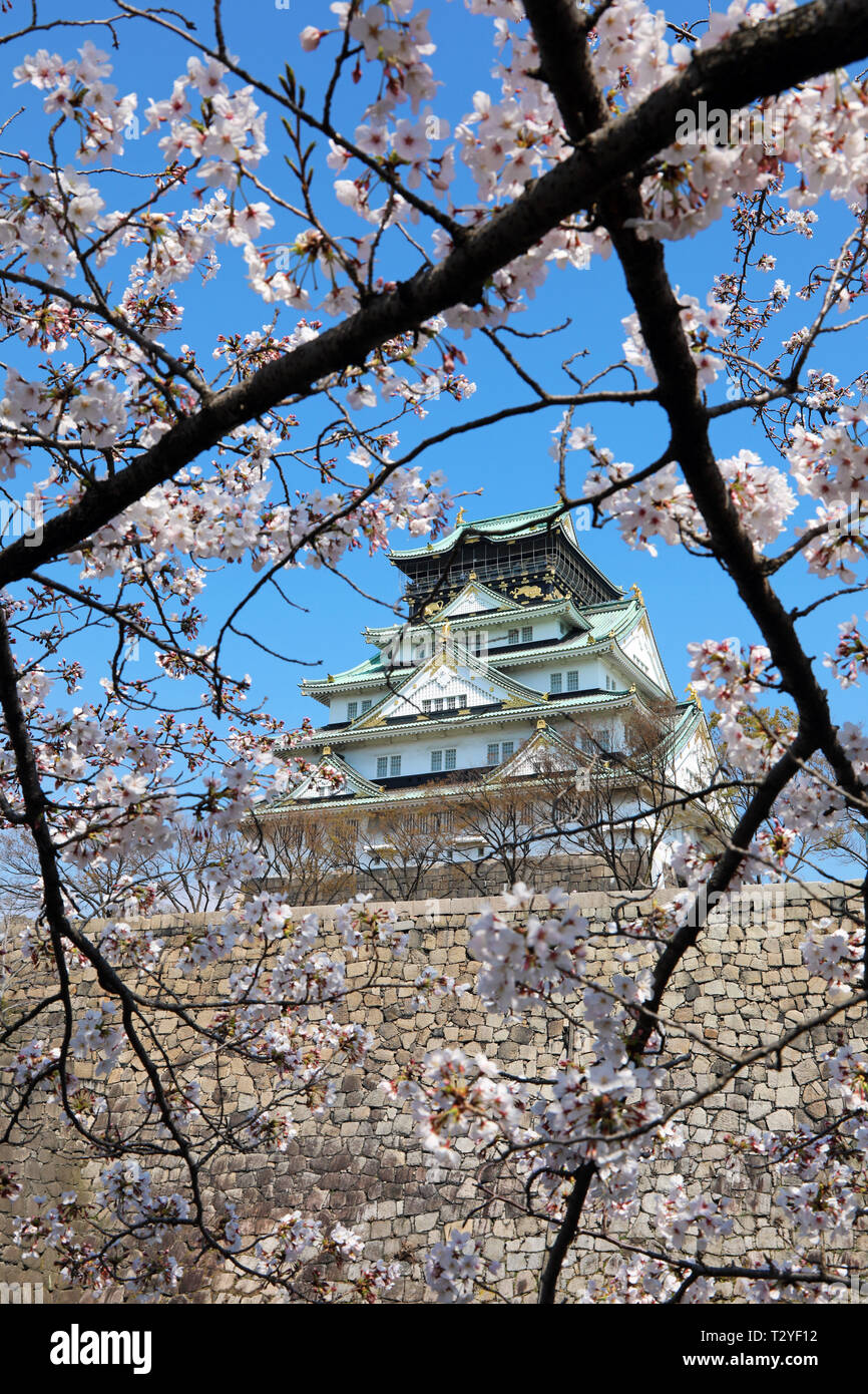 El Castillo de Osaka visto a través de las ramas de la floración de los cerezos durante la temporada, Flor de Cerezo Osaka, Japón Foto de stock