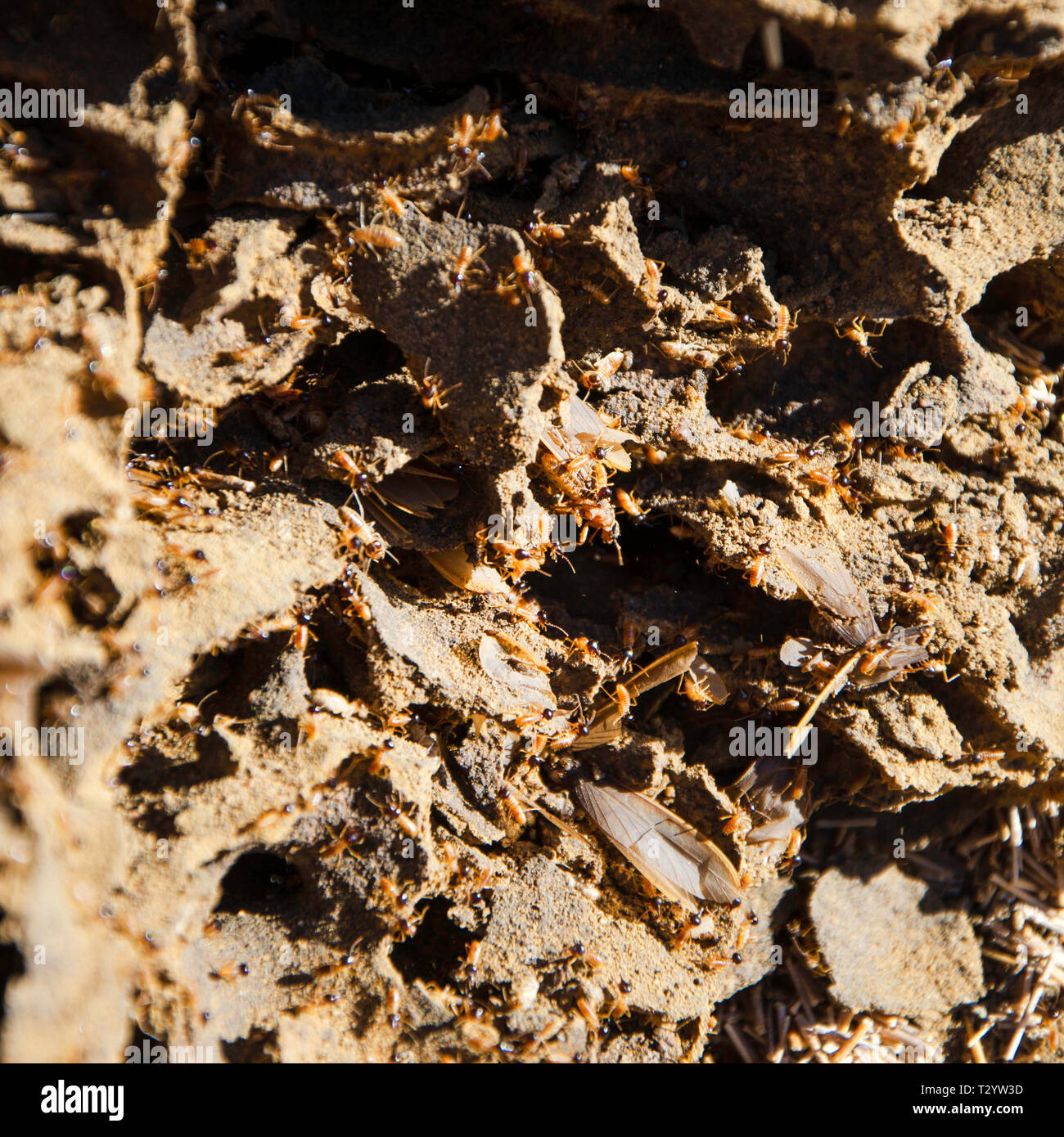 En el interior de un Termitero, mostrando las termitas y la estructura del montículo Foto de stock