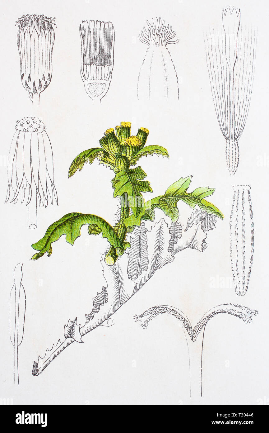 Mejor reproducción digital de una ilustración de gemeines Kreuzkraut, Senicio vulgaris, groundsel, desde una impresión original del siglo XIX. Foto de stock