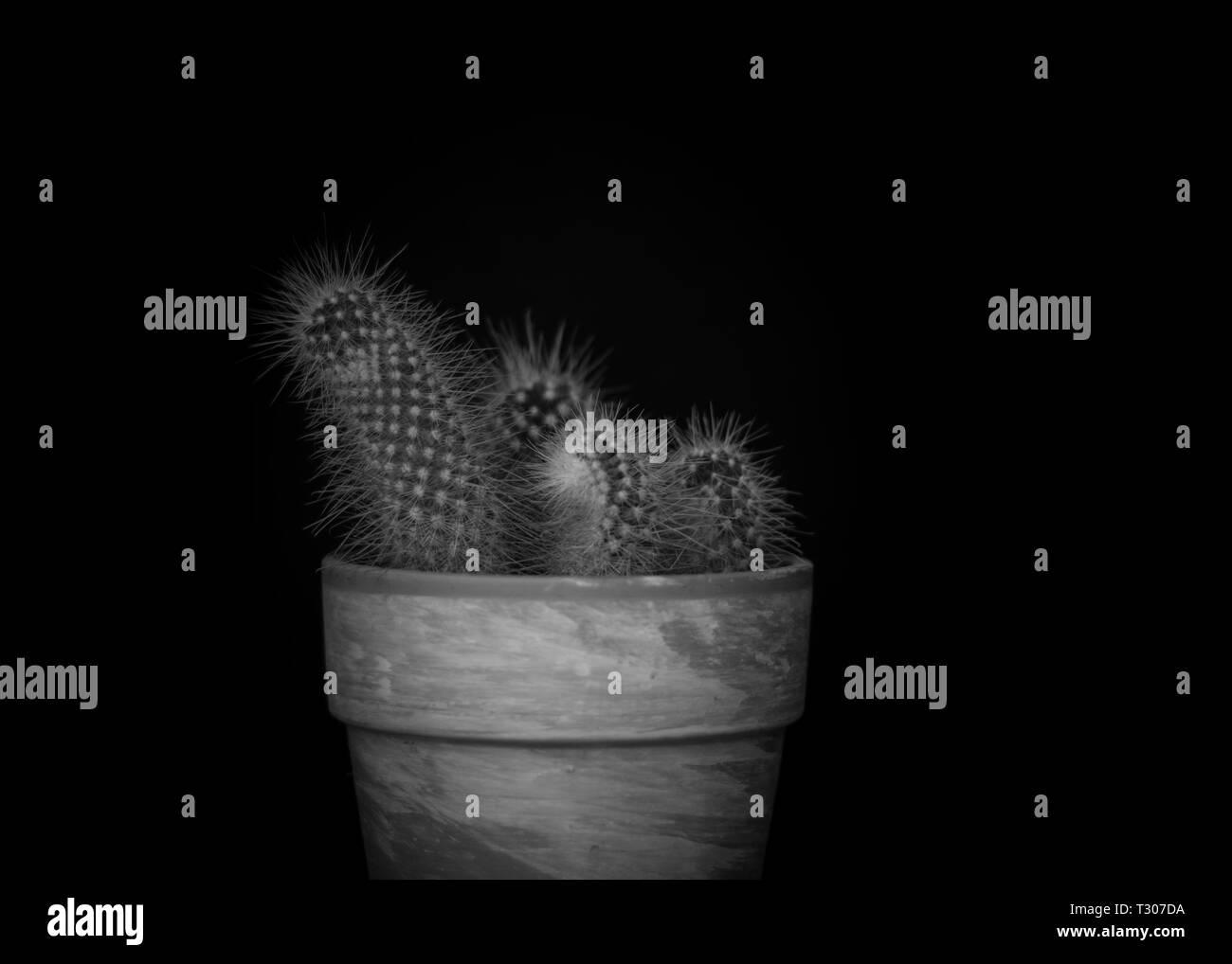 Cactus en una maceta contra un fondo de color negro oscuro con sólo la planta a la luz. Blanco y negro Foto de stock