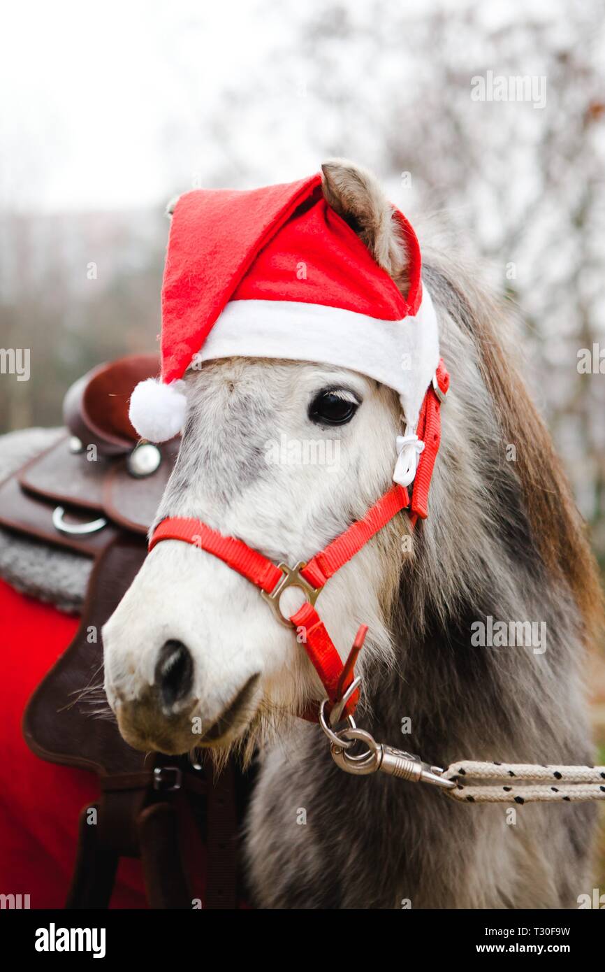 Christmas horse fotografías e imágenes de alta resolución - Alamy