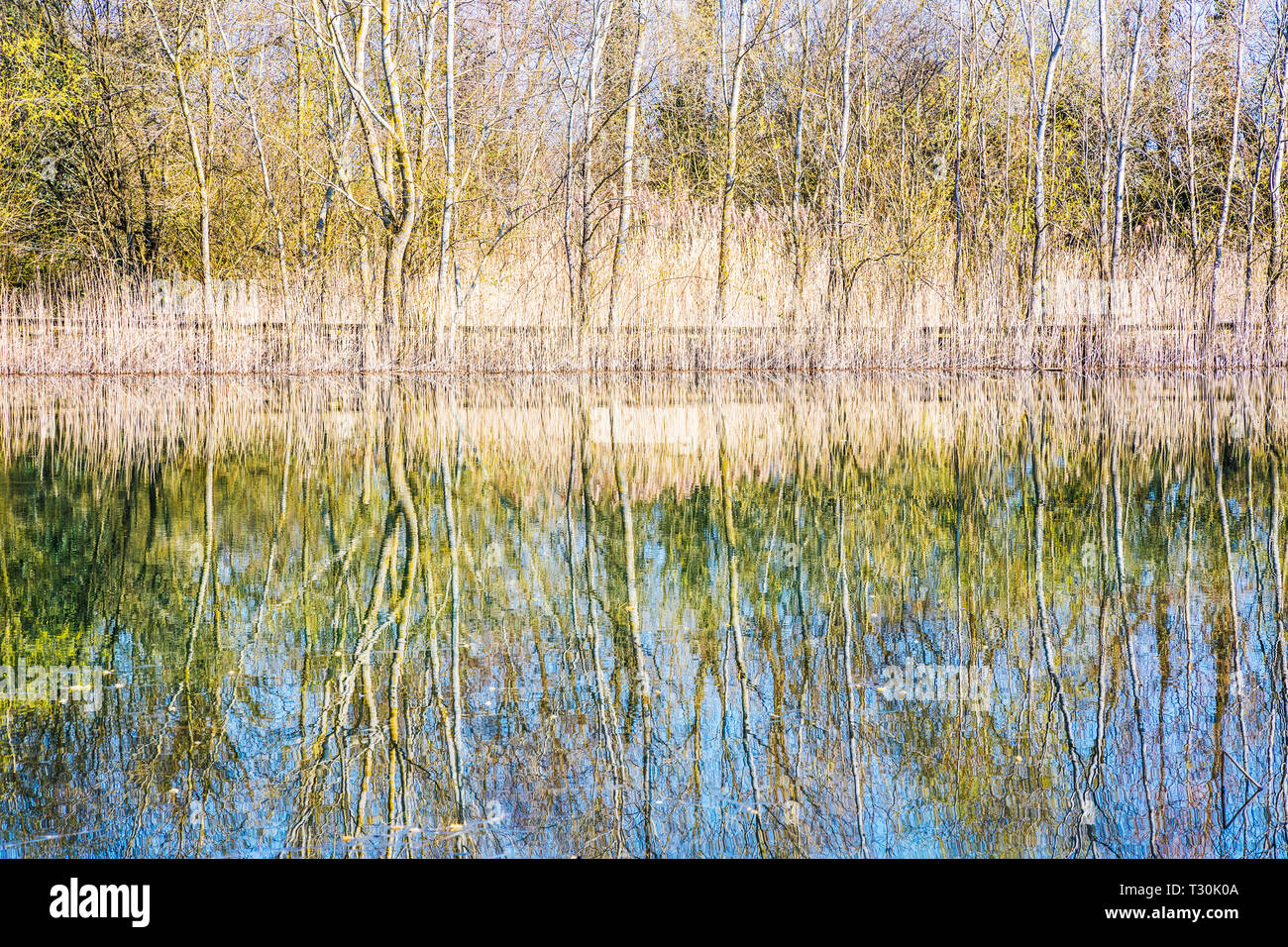Refleja los árboles en uno de los lagos en el Cotswold Water Park. Foto de stock