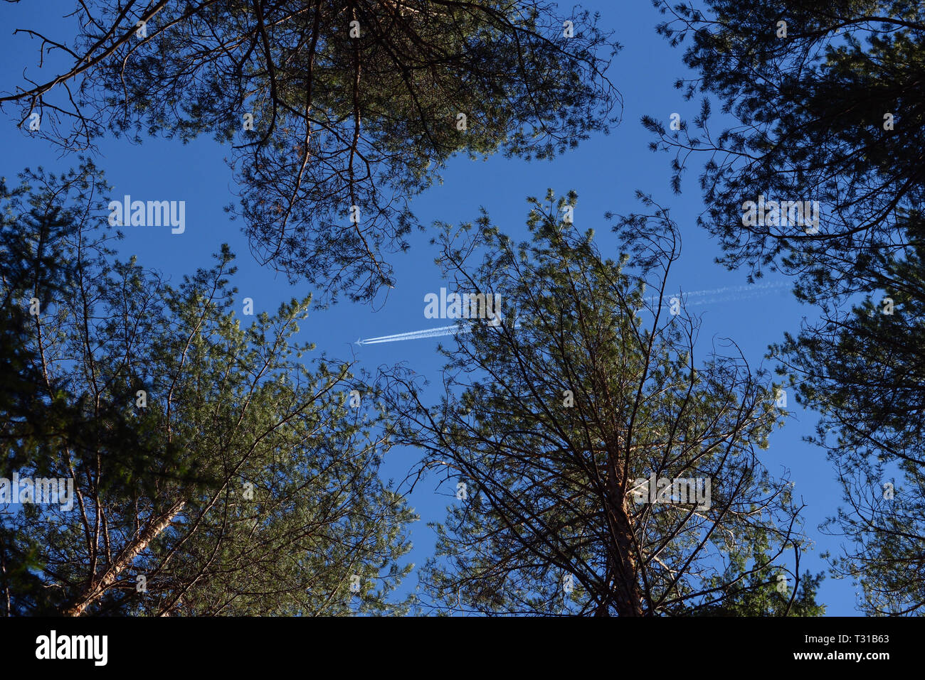 Bosques de taiga en un soleado día de primavera. Vista del cielo a través de las ramas y las copas de los árboles y vuelan entre ellos plano. Foto de stock