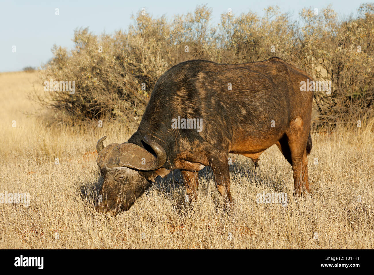 Un búfalo africano (Syncerus caffer) el pastoreo en los pastizales, Mokala parque nacional, Sudáfrica Foto de stock
