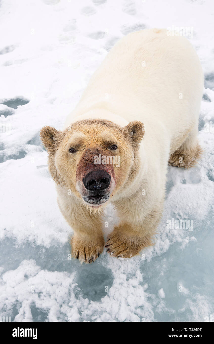 Curioso, el Oso Polar Ursus maritimus, Spitsbergen, Océano ártico, Noruega Foto de stock