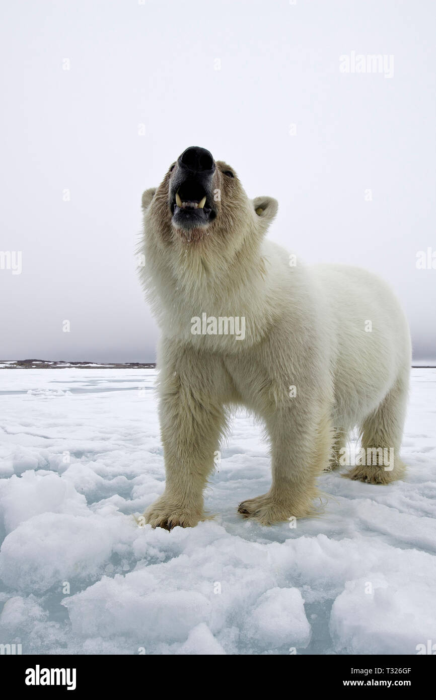 El oso polar, el Ursus maritimus, Spitsbergen, Océano ártico, Noruega Foto de stock