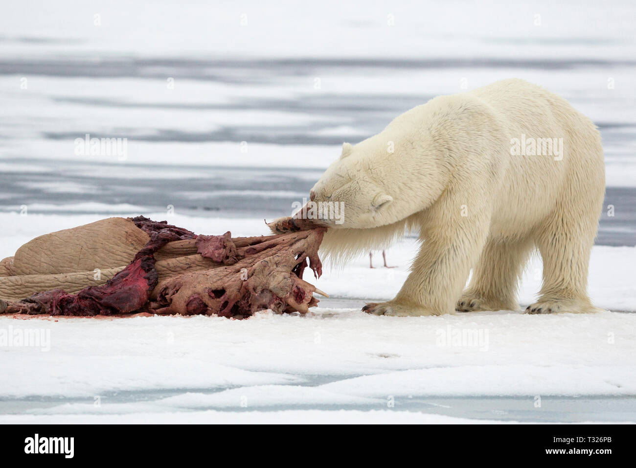 Alimentación de osos polares muertos morsa, Ursus maritimus, Spitsbergen,  Océano ártico, Noruega Fotografía de stock - Alamy
