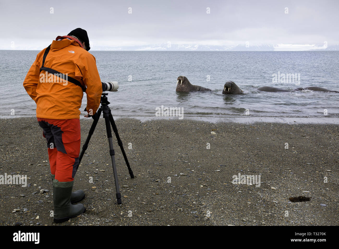 Fotógrafo tomando imagen de Odobenus rosmarus morsa, Atlántico, Spitsbergen, Océano ártico, Noruega Foto de stock