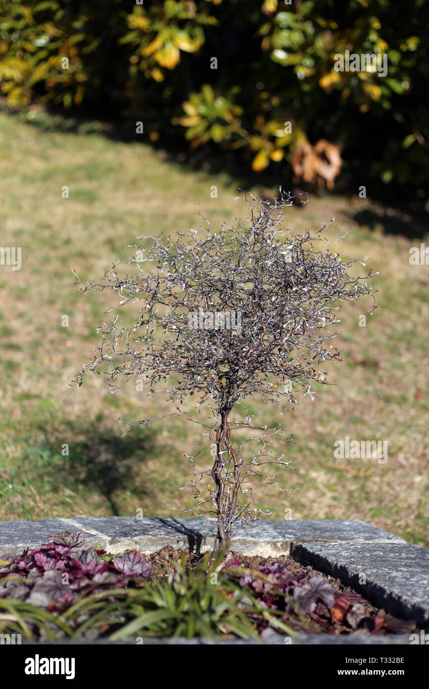 Un pequeño árbol en un parque ubicado en Nyon, Suiza. Fotografiado durante un soleado día de primavera. Este pequeño árbol no tiene las hojas. Foto de stock