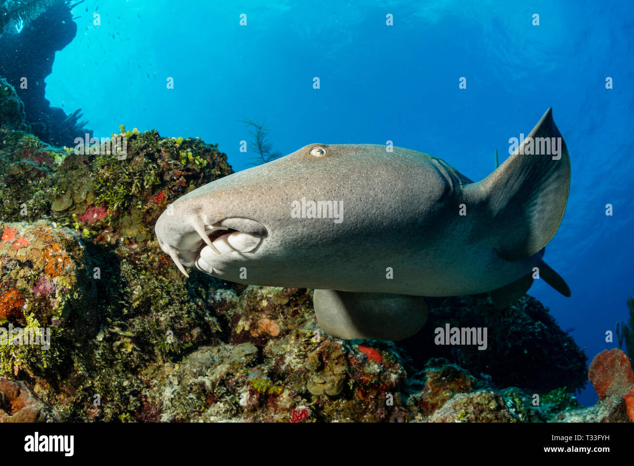 Tiburón nodriza Ginglymostoma cirratum, Banco Chinchorro, Mar Caribe, México Foto de stock