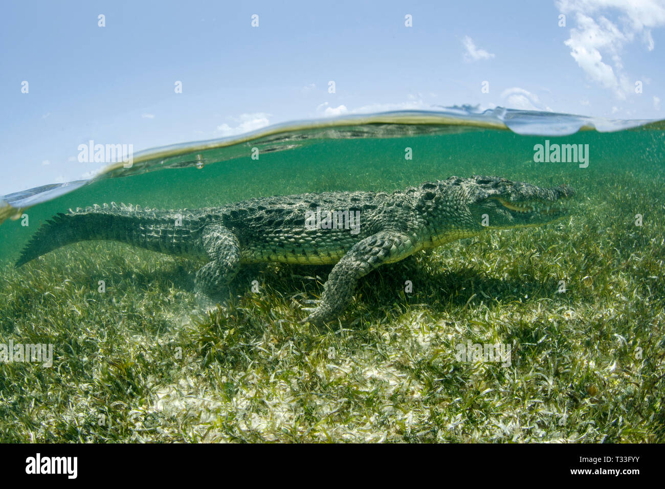 El cocodrilo americano Crocodylus acutus, Banco Chinchorro, Mar Caribe, México Foto de stock