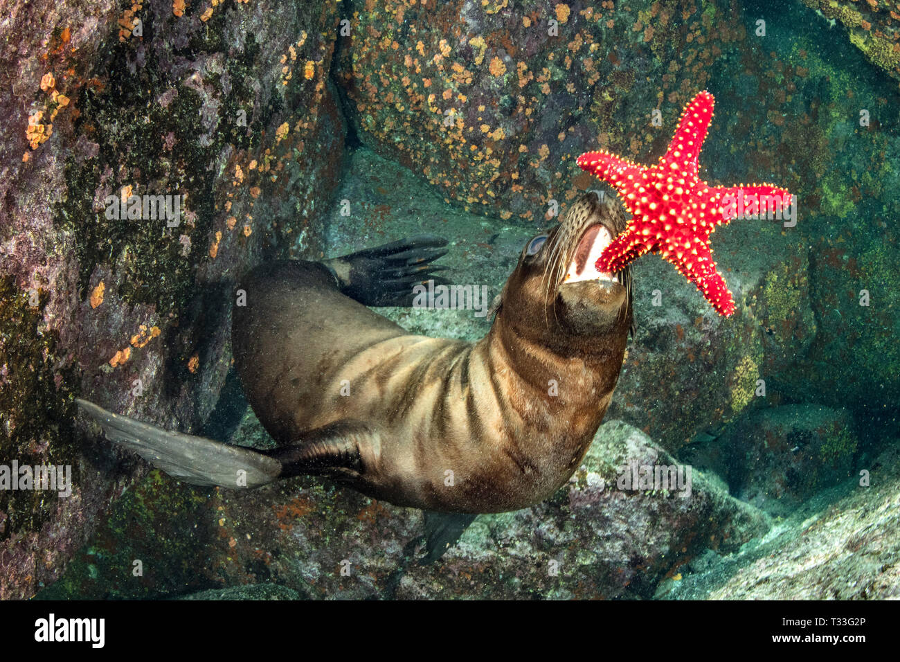León marino de California jugando con Starfish, Zalophus californianus, La Paz, Baja California Sur, México Foto de stock