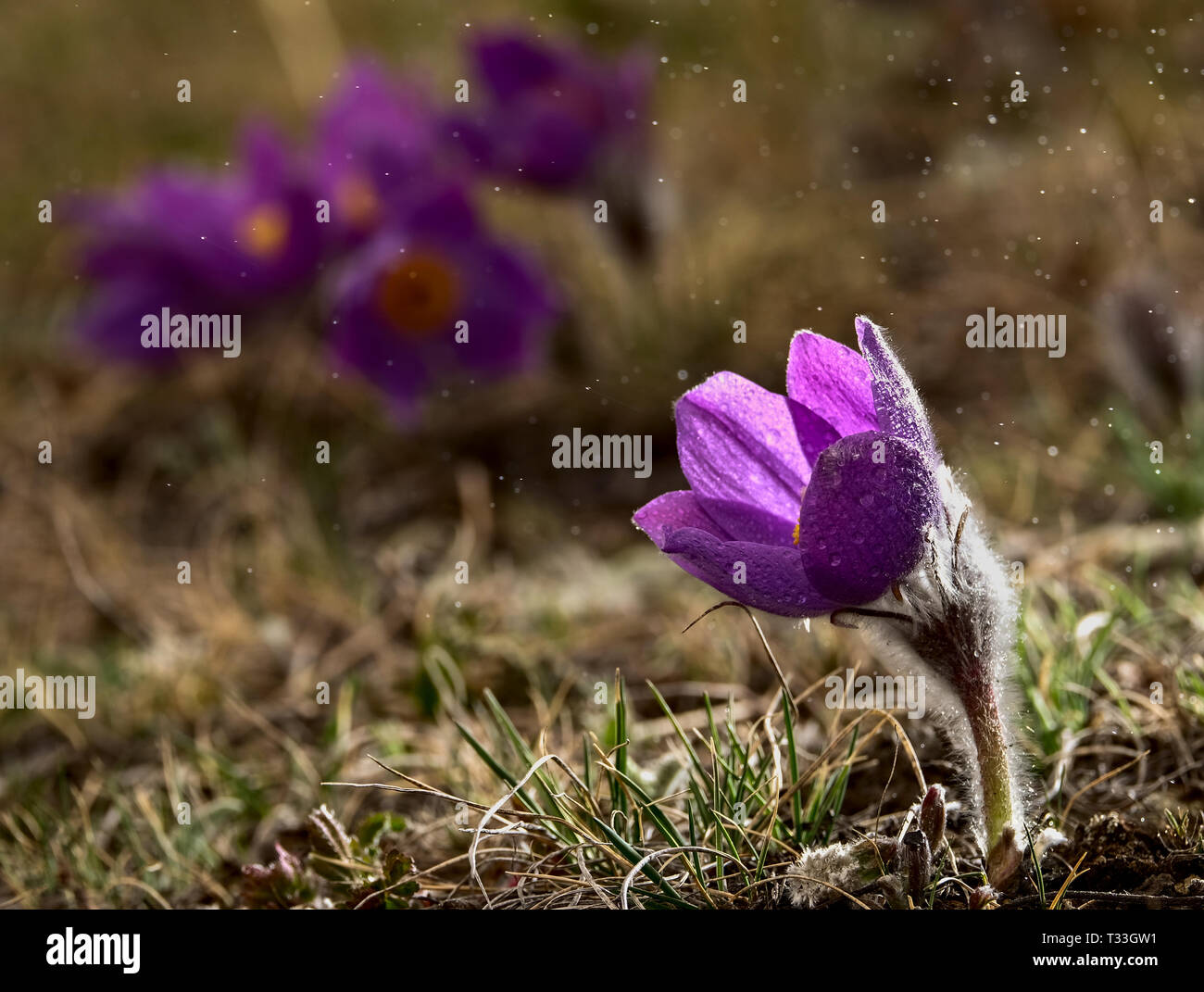 Primer Primavera flores bajo la lluvia. Pulsatilla patens Foto de stock