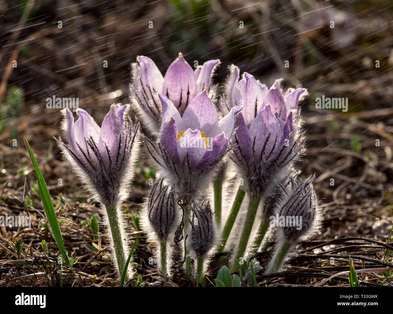 Primer Primavera flores bajo la lluvia. Pulsatilla patens Foto de stock