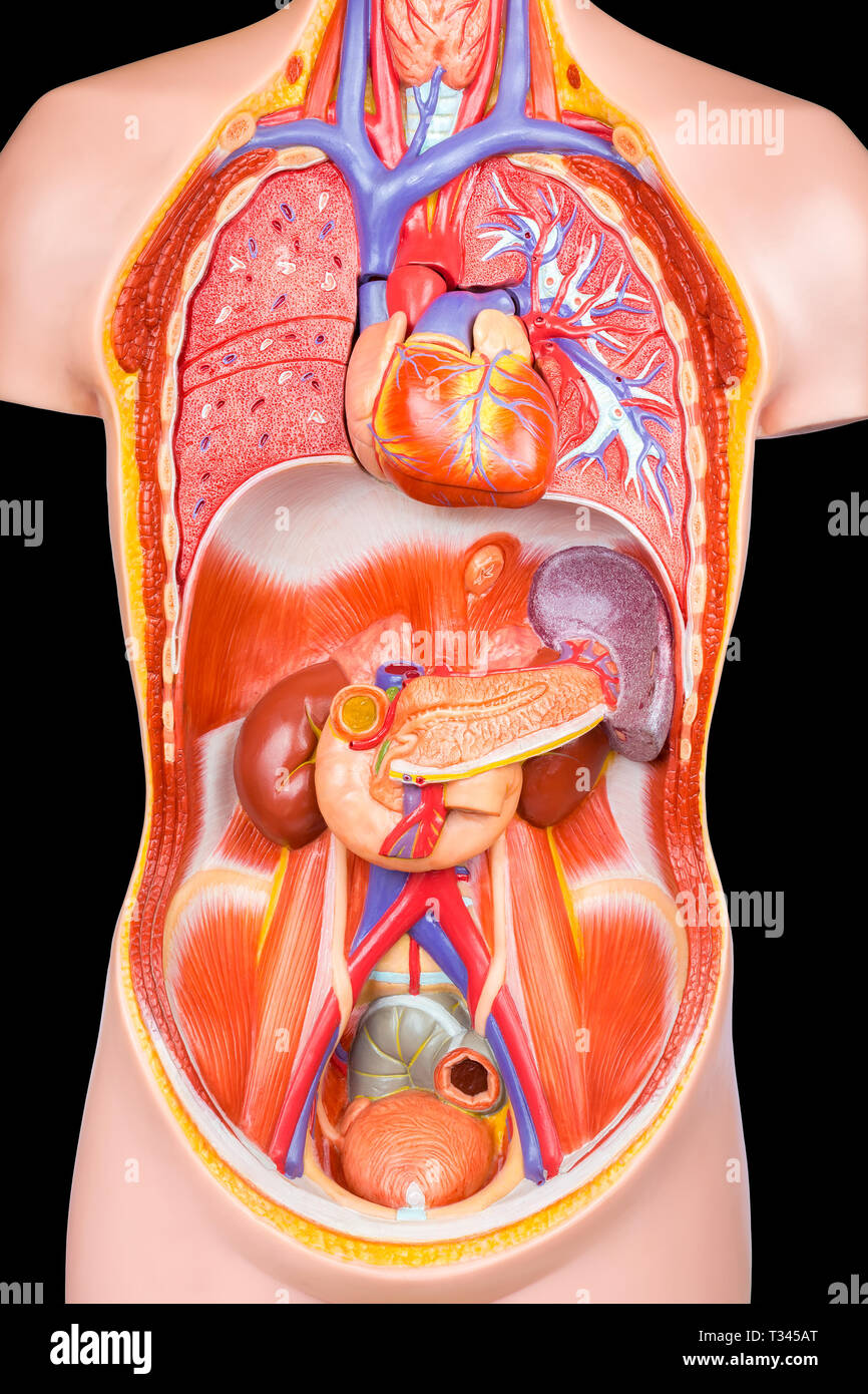 Modelo anatomico de cuerpo humano (torso)