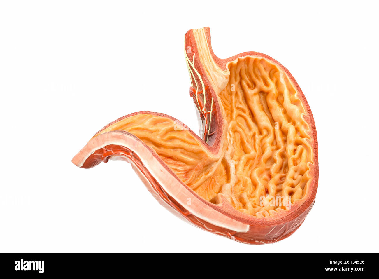Modelo dentro del estómago humano aislado sobre fondo blanco. Foto de stock